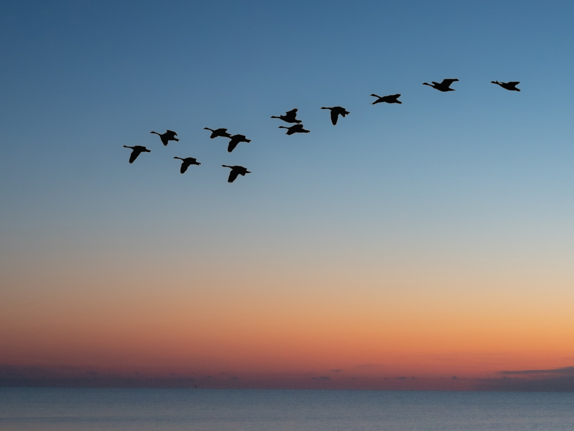 Mistérios da migração