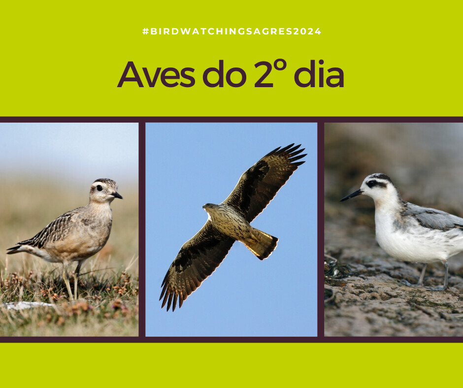 Aves do 2º dia