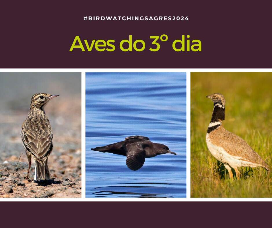 Aves do 3º dia