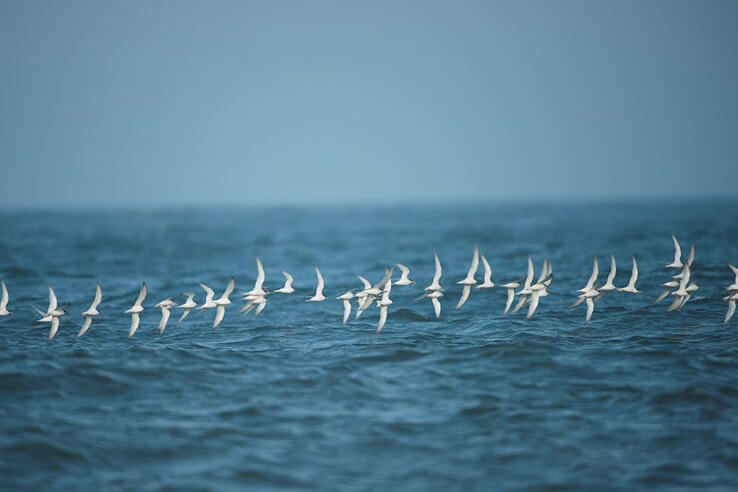 Sagres: Hotspot da Migração